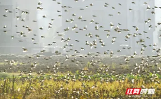 组图 | 嘉禾县：万鸟齐飞