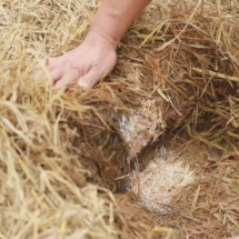 一田三季,粮菌双收:安仁秸秆变“废”为“宝”