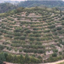 安仁县:硕果盈枝喜丰收 老林改造焕新生