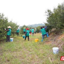 临武水东:霜降采茶籽 油香飘满山