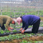 组图 | 资兴:草莓管护正当时 蓄力冬日“甜”丰收