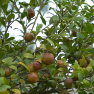 宜章县赤石乡曹田村:油茶满山香 丰收采摘忙