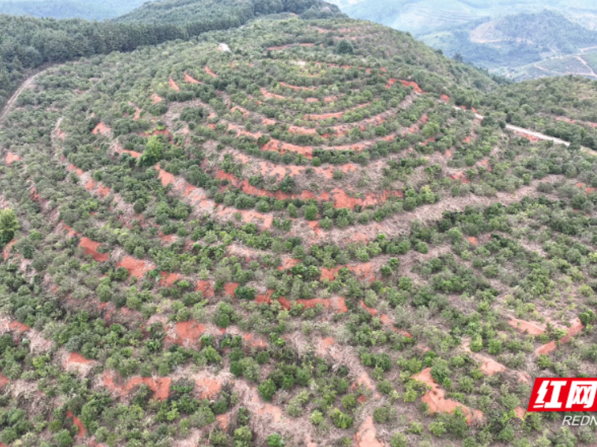乡村振兴 | 宜章县浆水乡:霜降油茶香 丰收采摘忙