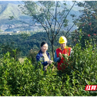 国网桂阳县供电公司 :秋茶采摘“电”随行助力茶香溢满园
