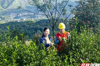 国网桂阳县供电公司 ：秋茶采摘“电”随行助力茶香溢满园