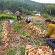 临武南强:生态小黄姜喜迎丰收