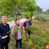 永兴县组织专业人员铲除外来物种 保护植物生态环境安全