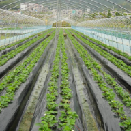 宜章县五岭镇留军村:草莓管护酿甜蜜