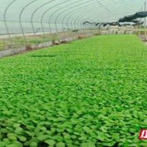 桂东县东洛乡：冬种油菜增收有路