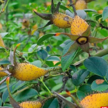 小金果变“致富果”:安仁金樱子采摘正当时 特色产业铺就增收路