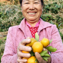 资兴市:金柑迎丰收 产业促发展