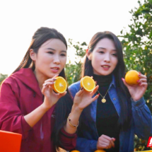 永兴县:直播镜头架林间 冰糖橙“云端”热销助增收