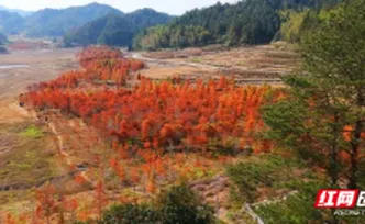组图 | 汝城“小赛里木湖”的水杉红了