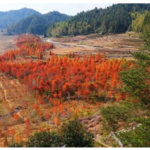 组图 | 汝城“小赛里木湖”的水杉红了