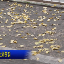 视频 | “文化路银杏”妆点北湖冬韵