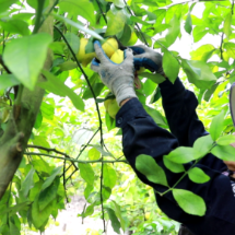 宜章县:柠檬飘香 丰收喜悦映山乡