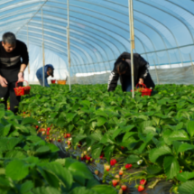 宜章县留军村:草莓别样红 乡村采摘乐