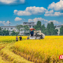 嘉禾县普满乡:特色农业结硕果 农户增收笑开颜