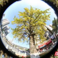 组图 | “杏儿”约你来打卡了~