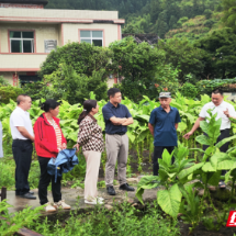 桂东县新坊乡：人大代表一线护航 产业发展再添动力
