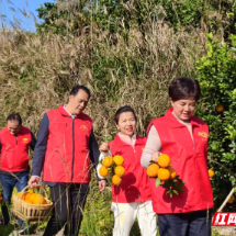 好人之城建设 | 宜章县:好人聚力助农忙 橙香满溢瑶寨村