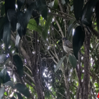 散文 | 清音慰尘心