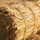 桂阳县：秸秆“废料”变“资源” 生态经济双丰收