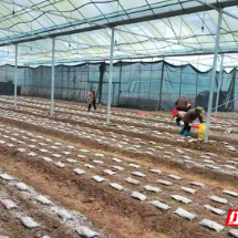 资兴市唐洞街道：冬闲棚种羊肚菌 绘就好“钱”景