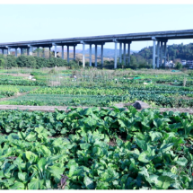 宜章县玉溪镇曹排村：蔬菜种植绘就乡村振兴新画卷