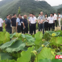 临武人大：时刻绷紧农产品质量安全监督弦
