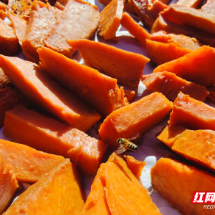 组图|临武县:天台甜蜜情有所“薯”