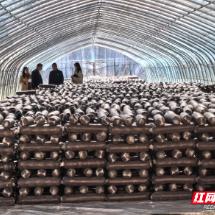 安仁县:产业兴 村民富 乡村振兴信心足