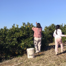 散文 | 舂陵江畔“橙”意浓