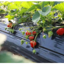 从2户试种到80户抱团！草莓撑起塔水村 “甜蜜生计”