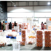 宜章县:首批50余吨宜章脐橙抢鲜出口