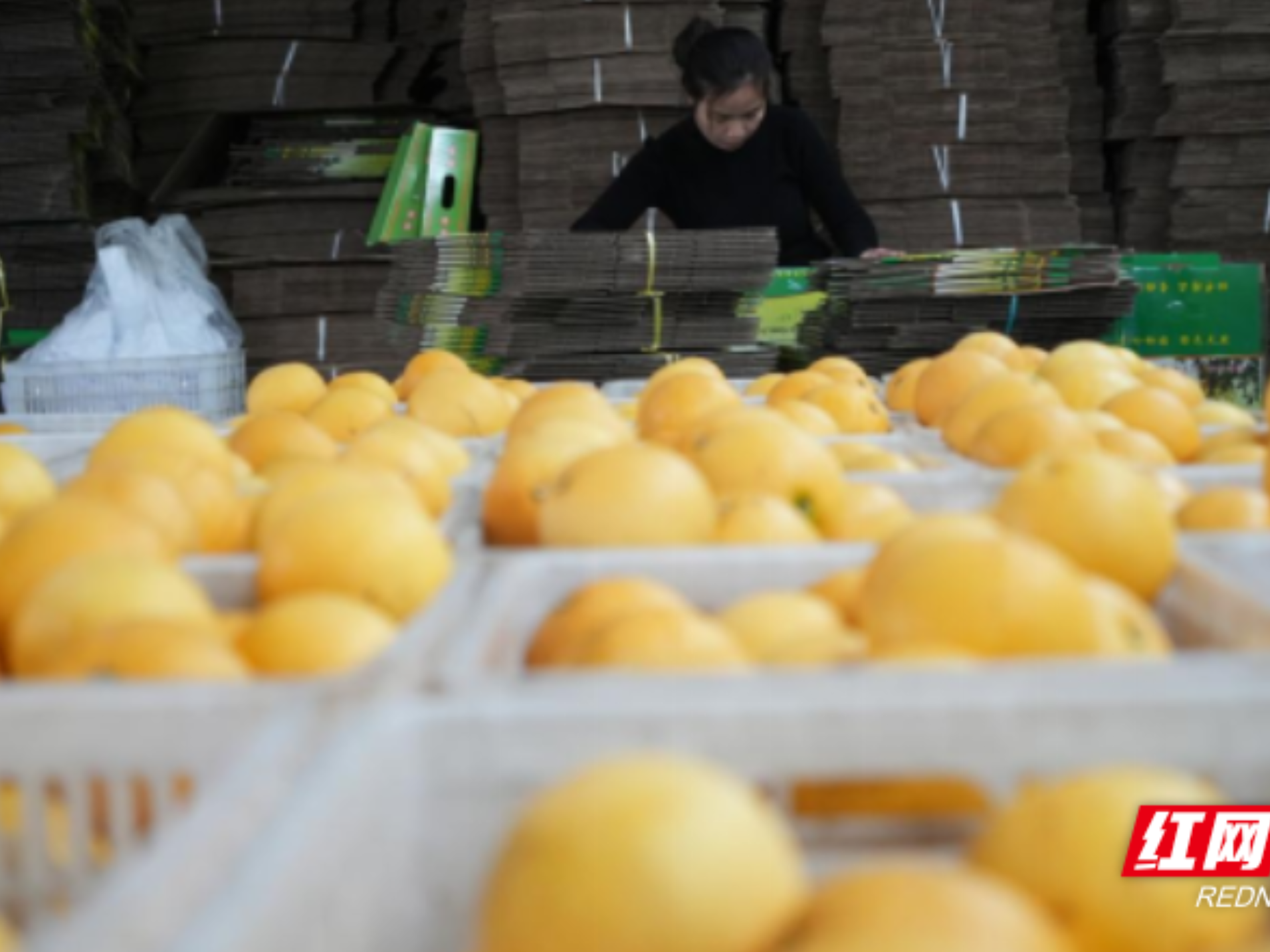 宜章县浆水乡水口村:“柚”香“柚”甜“柚”美丽