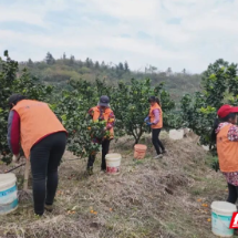 安仁县:“甜蜜产业”助农增收致富