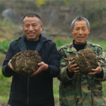 桂阳县:千亩魔芋获丰收 特色产业激活乡村振兴新引擎