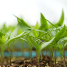 北湖区:一棚多用!土地“空窗期”变“黄金期”