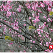 组图 | 安仁：梅花迎春美如画  小鸟竞相来“打卡”