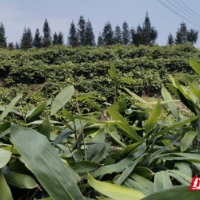 桂东：粽叶生“金”绿满山  群众增收笑开颜