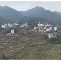 宜章：百亩桃花迎春绽放