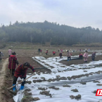 桂东东洛：春耕备耕干劲足 不误农时不负春