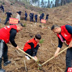 “植”此新绿 永兴联通开展植树志愿活动 