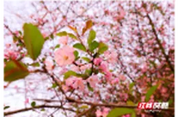 组图 | 走，带你看樱花