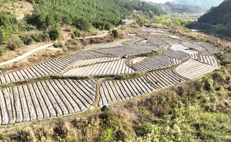 组图 | 宜章县赤石乡曹田村“果辣套种” 解锁乡村振兴“生态密码”