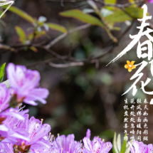海报 | 春暖花开 邂逅春天
