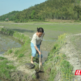 安仁县：她在田间“一破一立”种出新“神话”