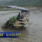 视频 | 北湖区：推广“机插秧” 助力水稻优质高产