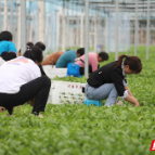 宜章顺恒农业：蔬菜接茬轮种 一地长出十“金”